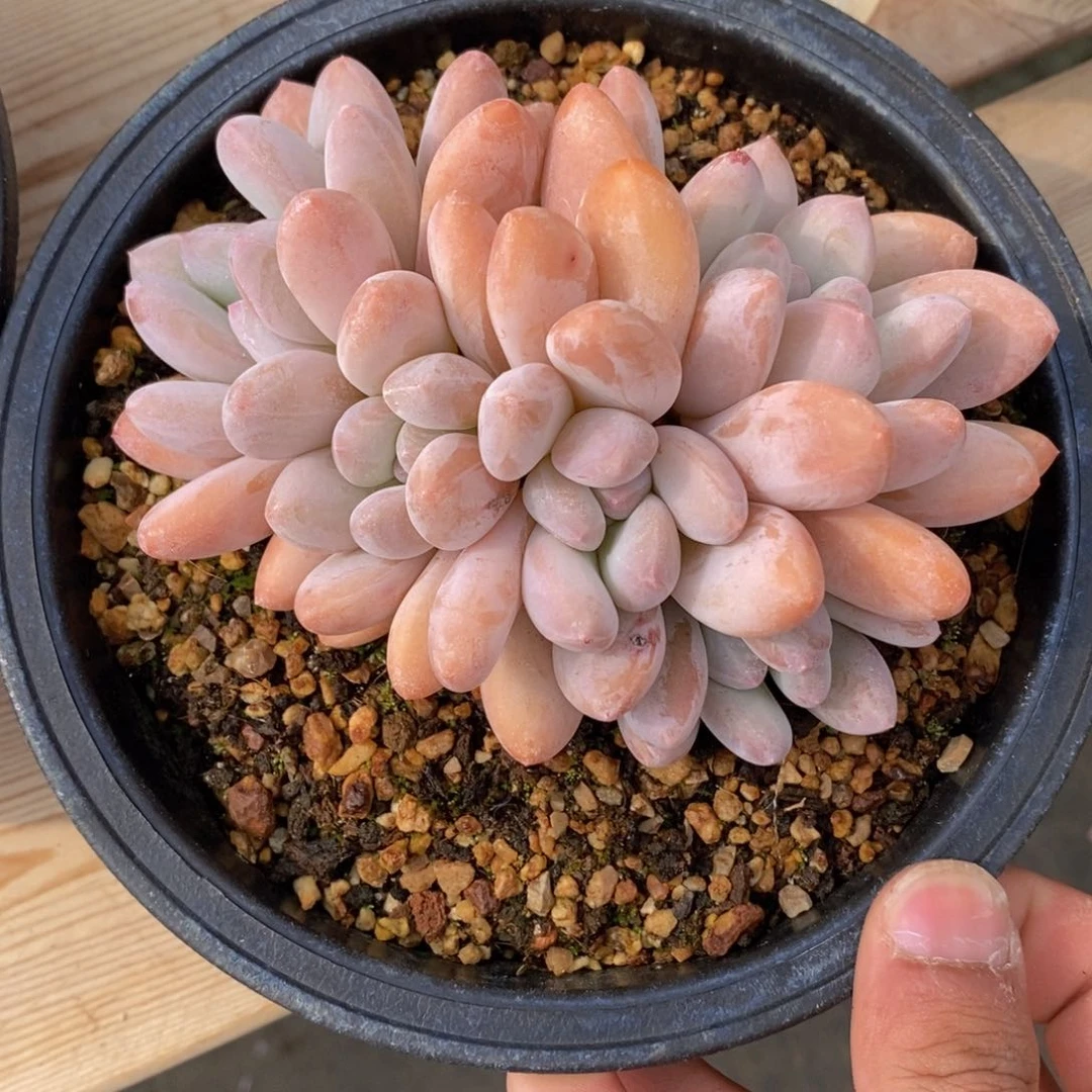 可问主播品种，下滑链接更多品种多肉选择