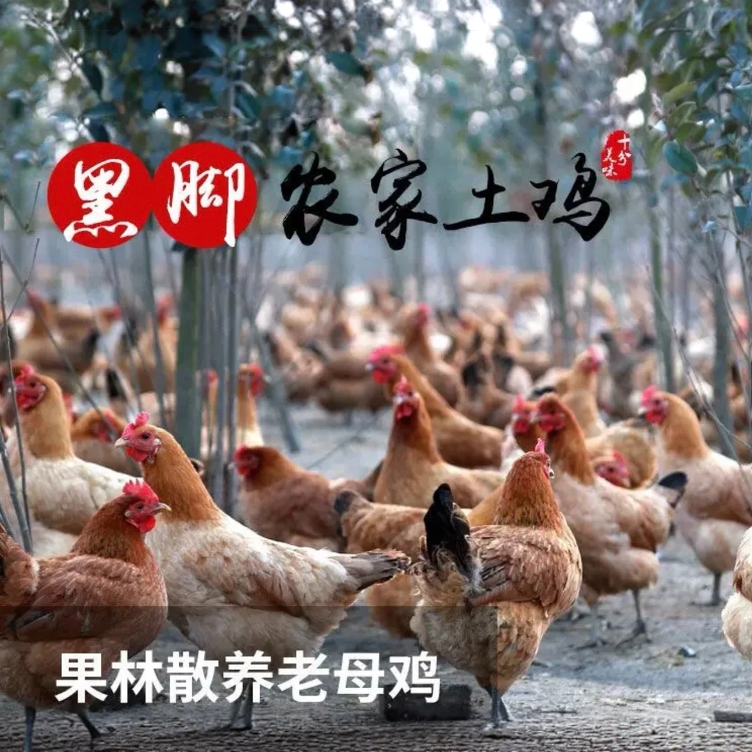 年货好物 【京东拍一发三只】黑脚鸡净膛冷冻整只发货 包冰率不含冰