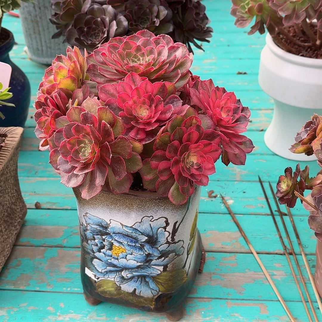 一****黑魔锦带盆土发货寄养到春天发