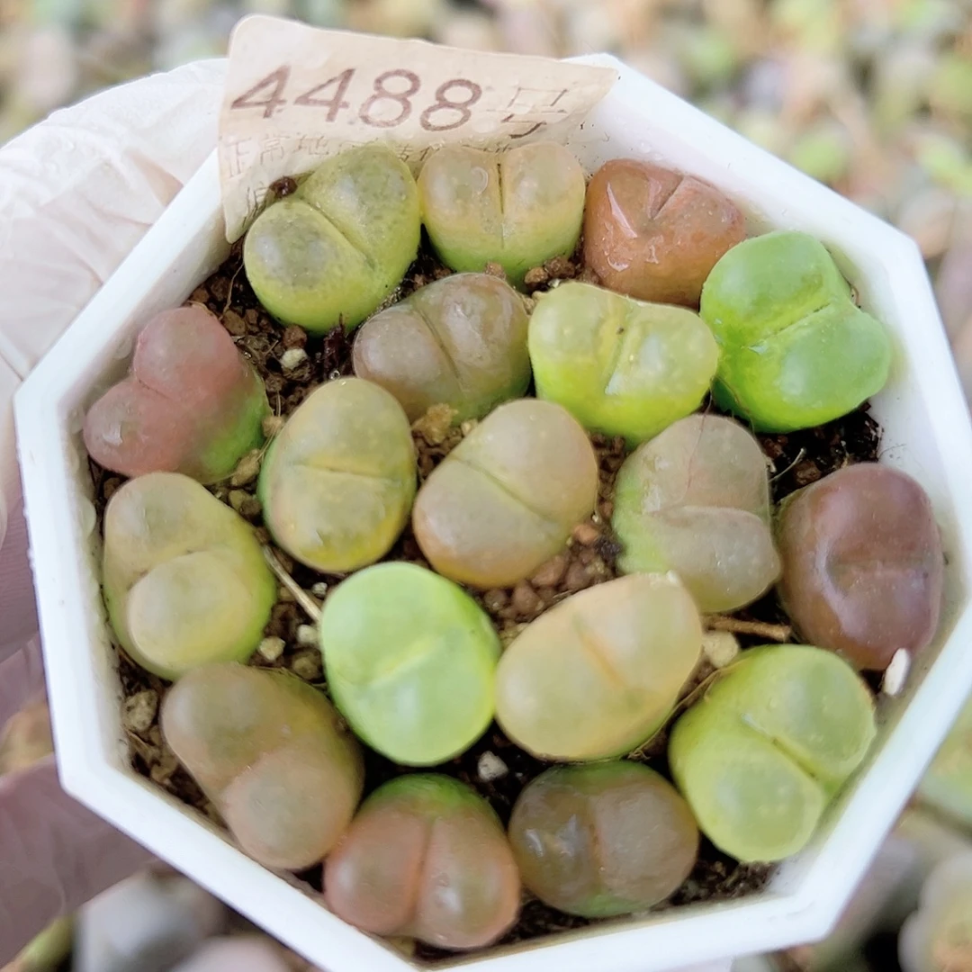 4488 好养易活生石花大母本18个1-1.5cm脱土发