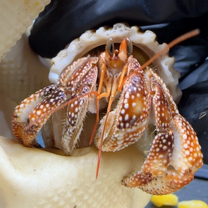 A83异色 斐济草莓1.8cm口径