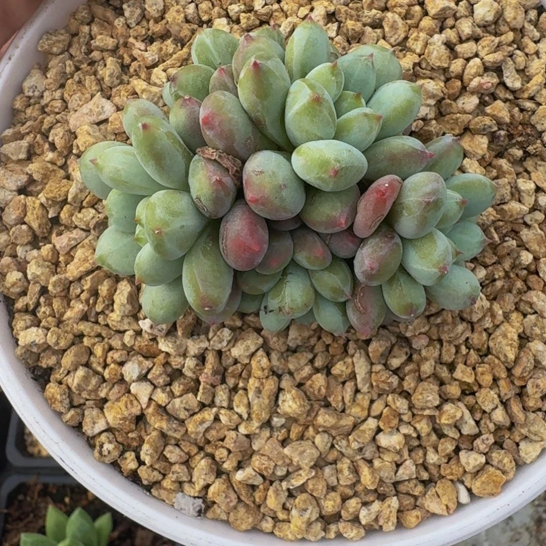 美人杂交 一物一拍