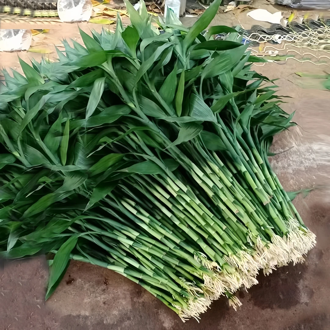 带根富贵竹水培植物水养水竹客厅室内绿萝招财树盆栽绿植花卉好养