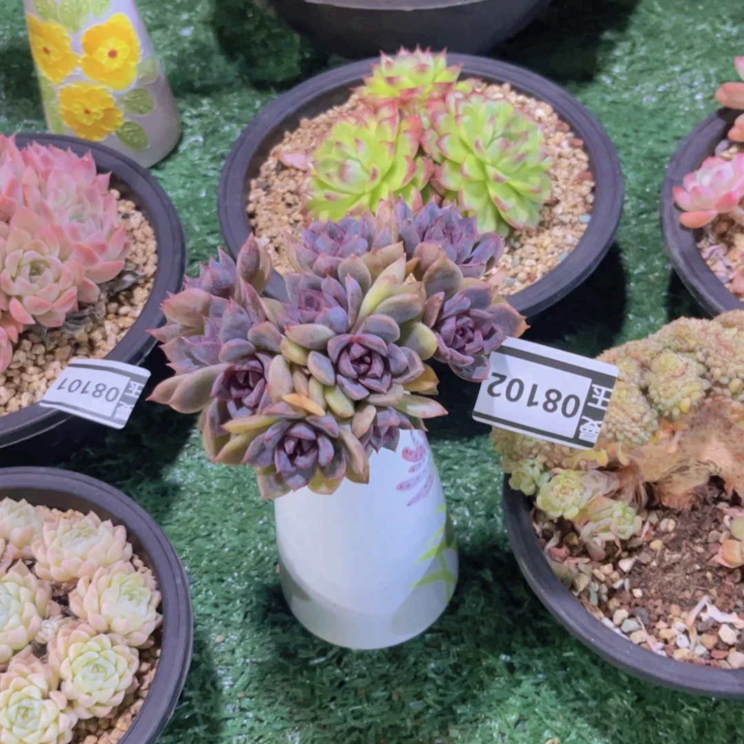 紫薰多肉植物08102