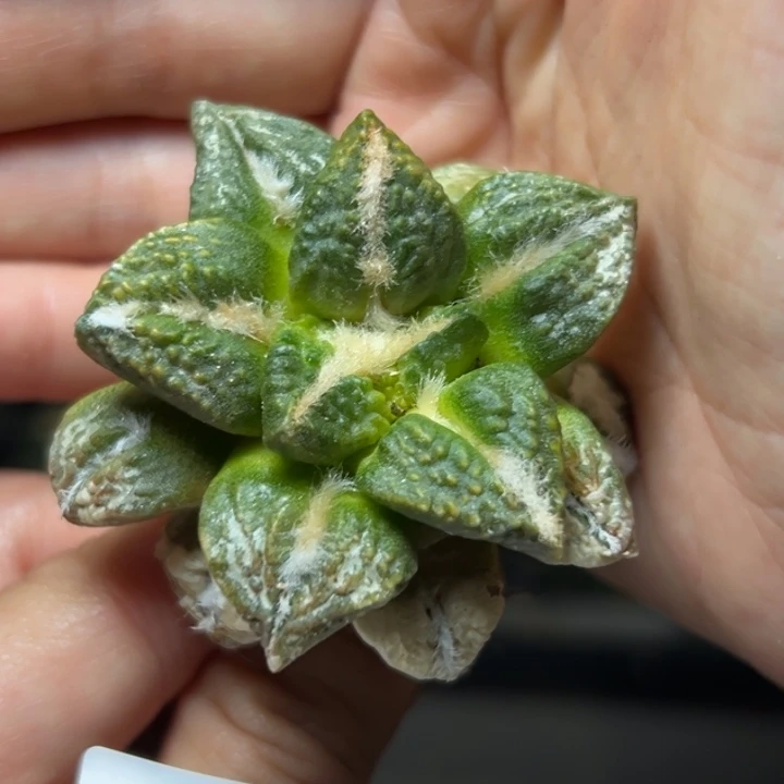 148 有根 仙人球的故事是