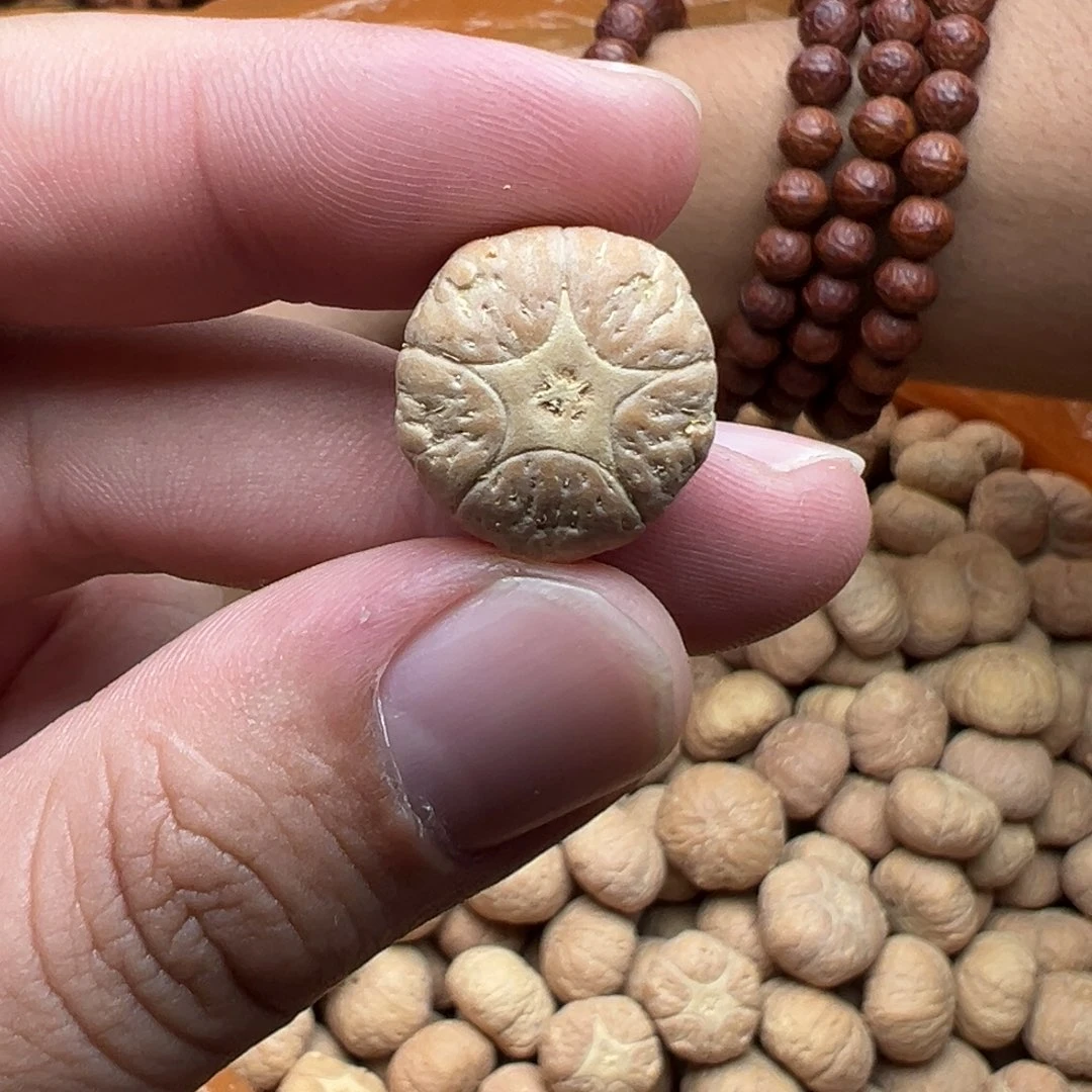 吊坠凤眼菩提五星单颗