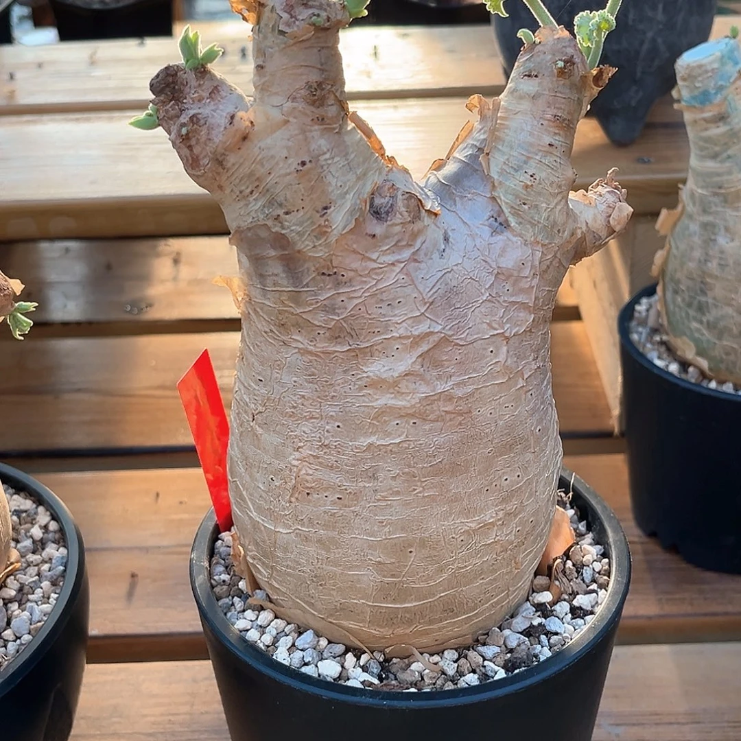 潮流植物优选安哥拉葡萄翁