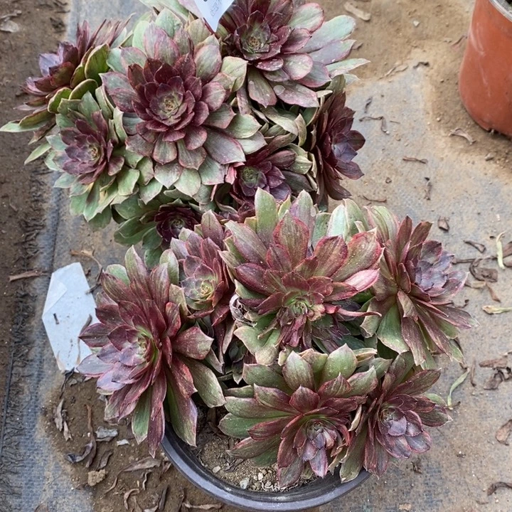 两盆多肉断头不包3960