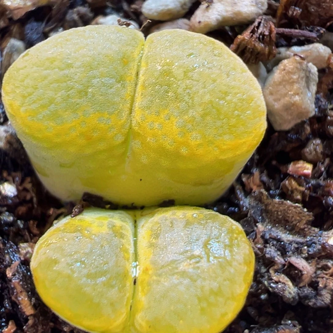 香蕉风铃多肉植物