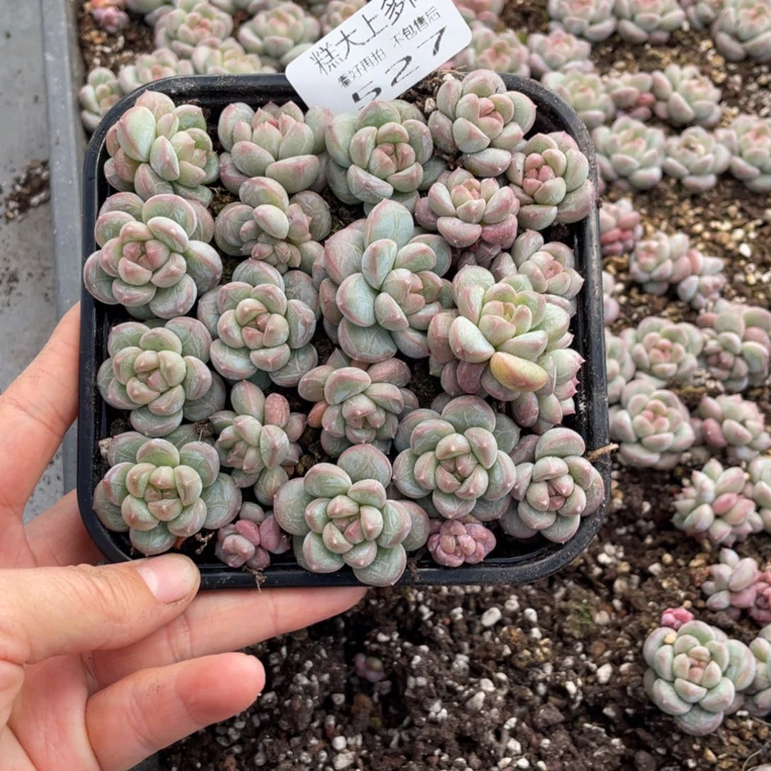 糕大上多肉植物527