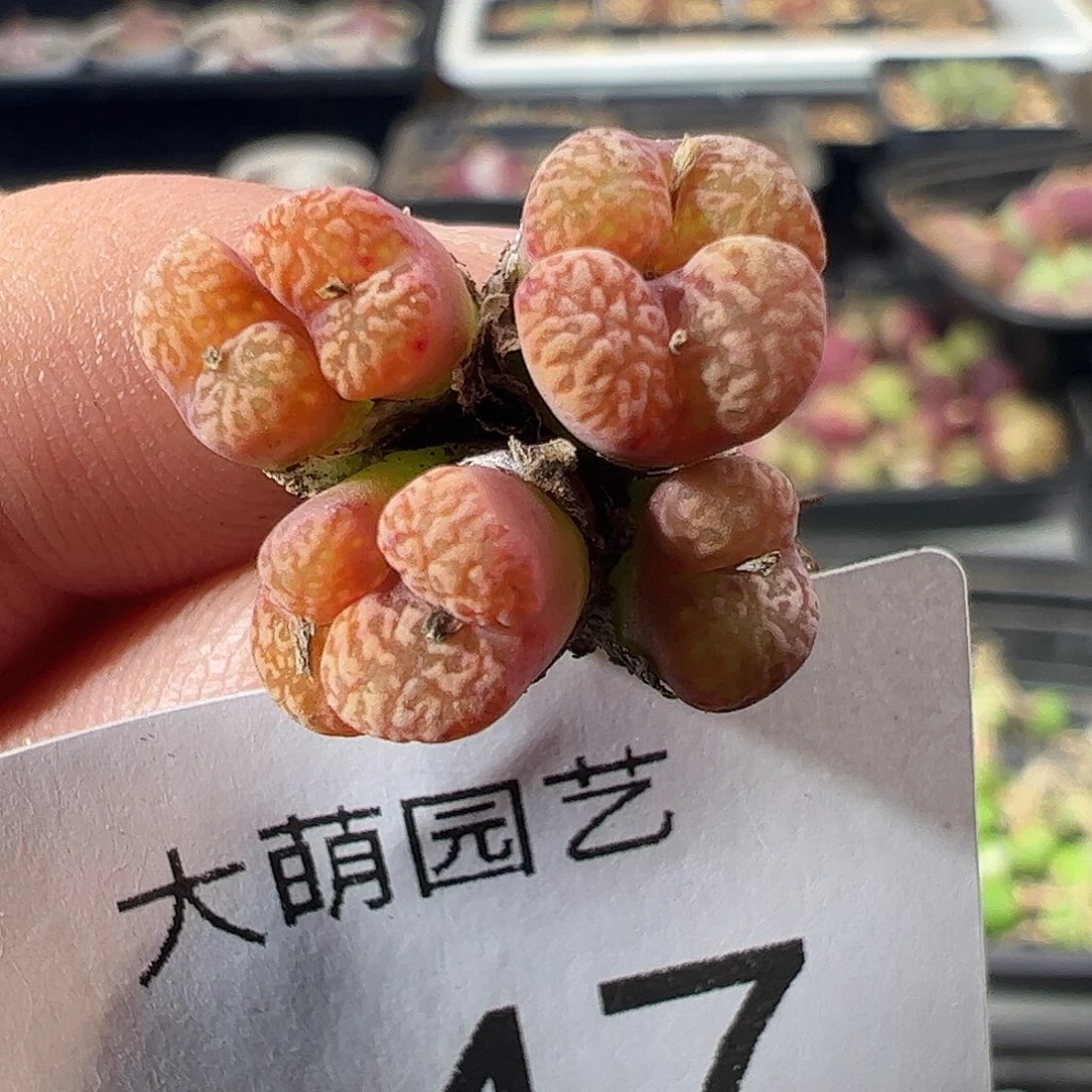 一物一拍。      847