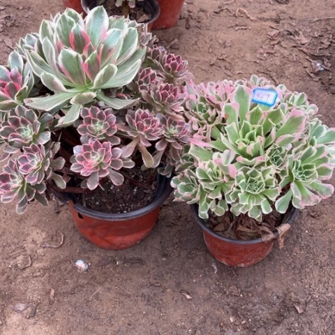 569多肉植物组合，