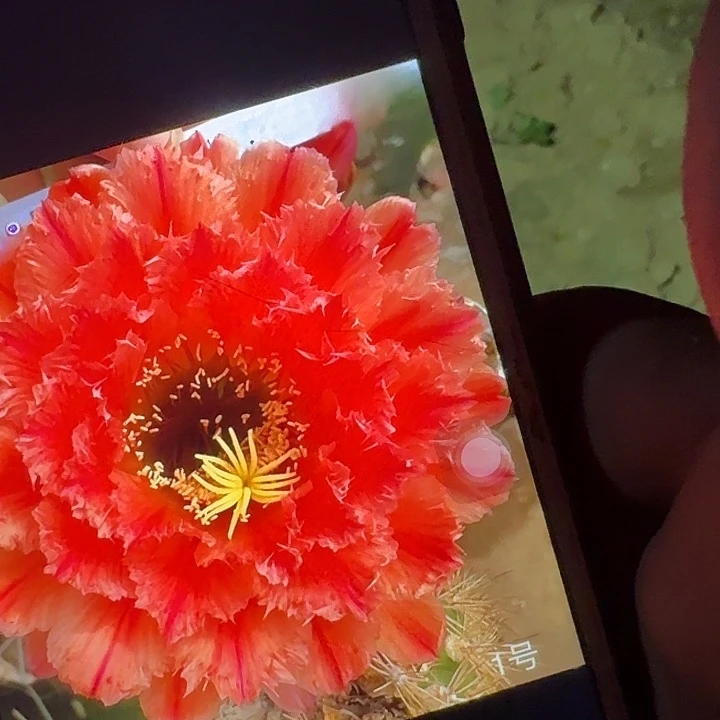 清1根6公分左右毛花柱