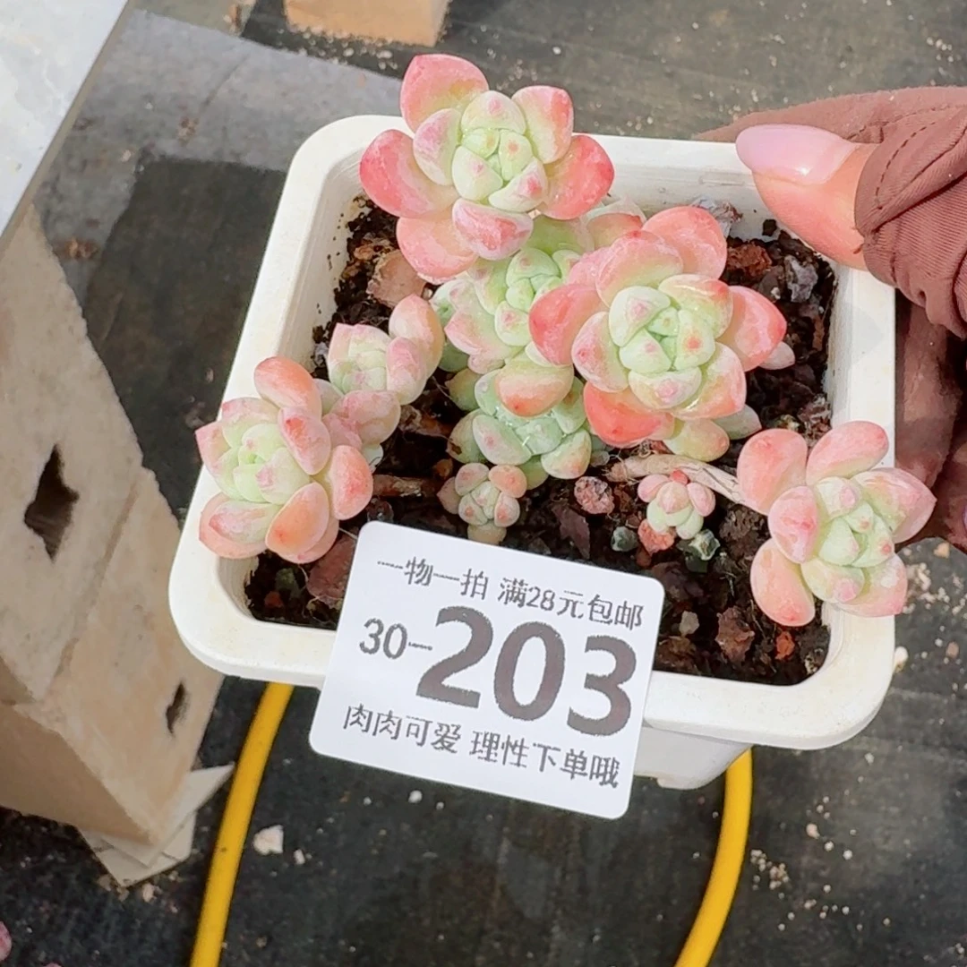 粉香水无盆土发货无盆土发货无