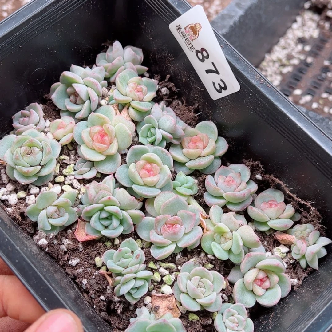修****?多肉植物多肉植物