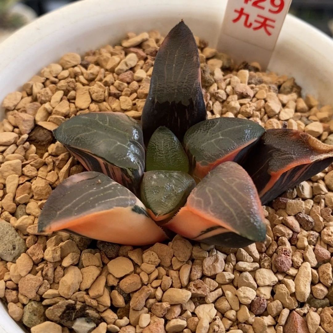 429号丘比特锦多肉植物