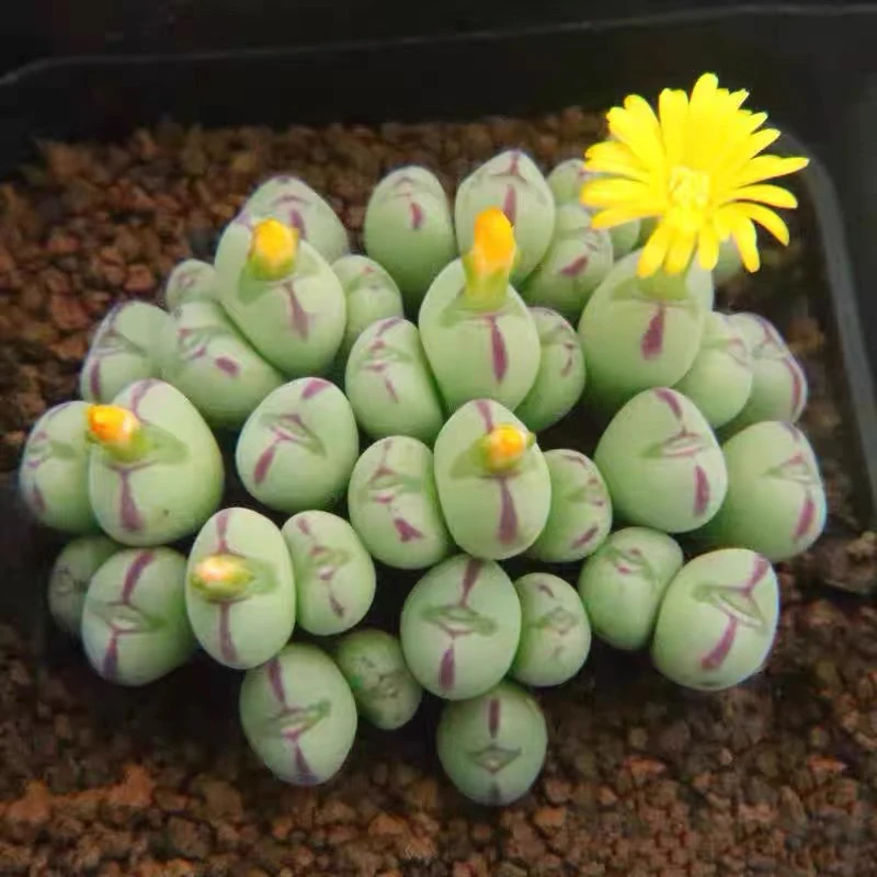 ［满15元包邮］小口笛多肉4-6个头发货