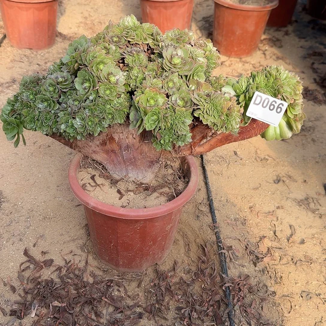 066万缀有伤一颗呀呀