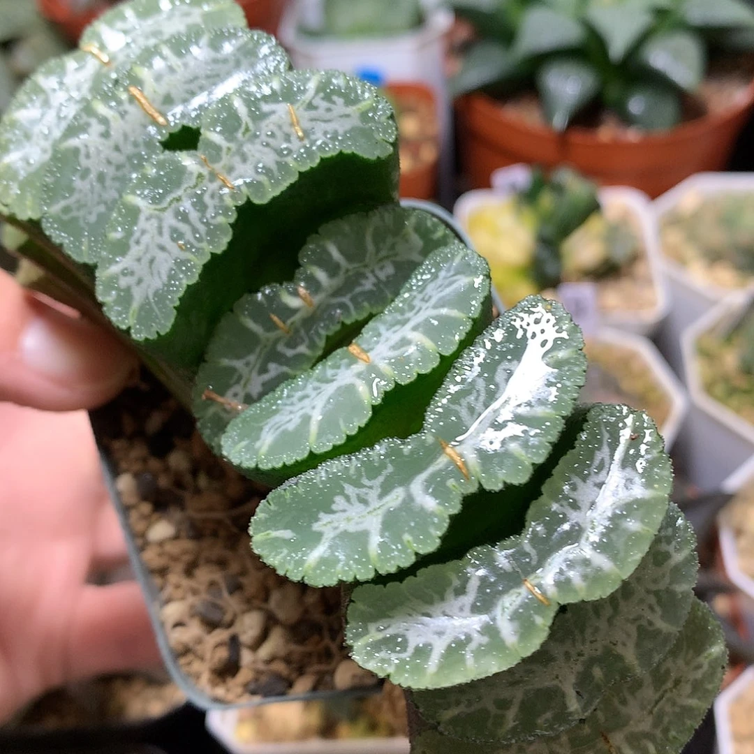 实生玉扇浓白纹带盆土