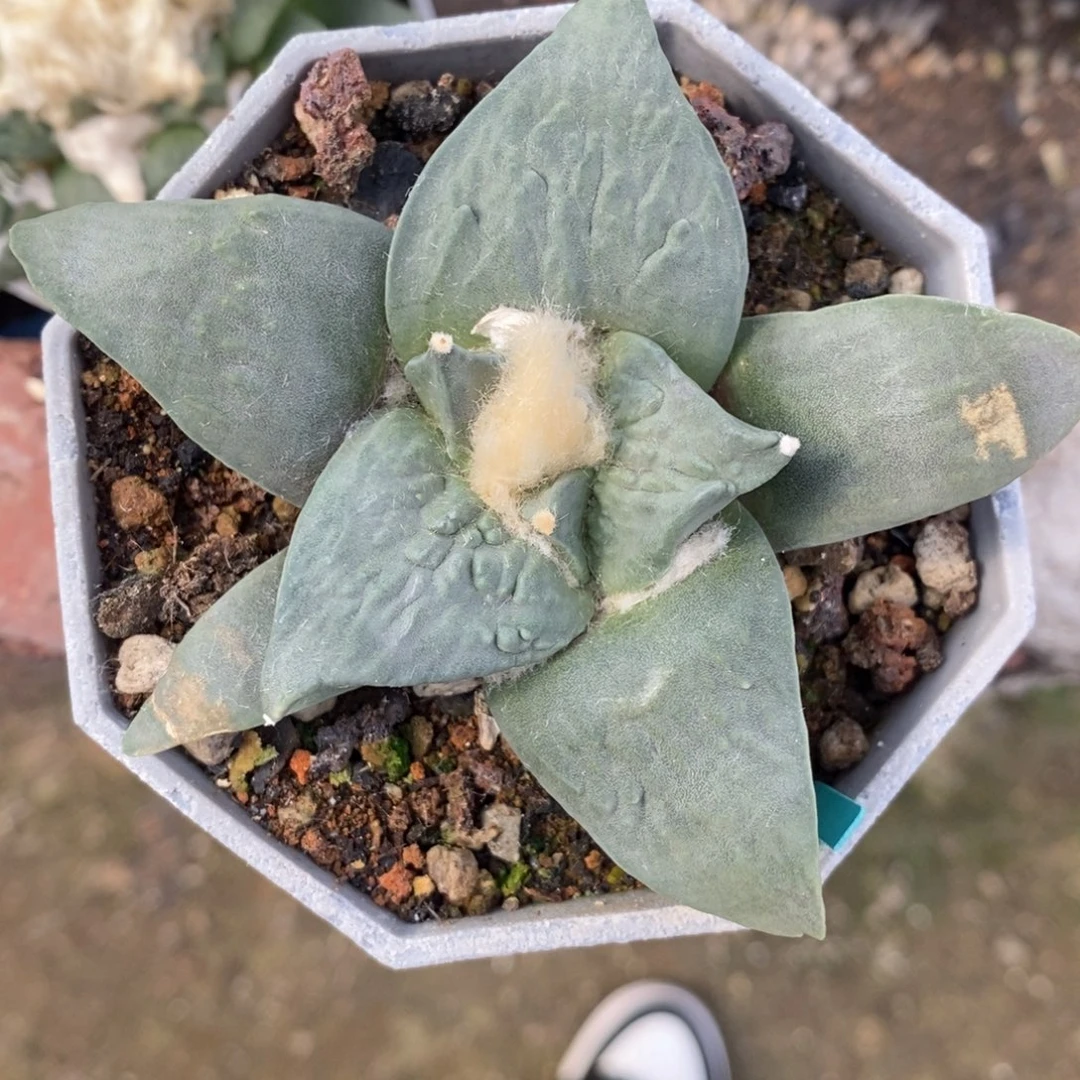 实生蓝白牛舌福利9.2cm