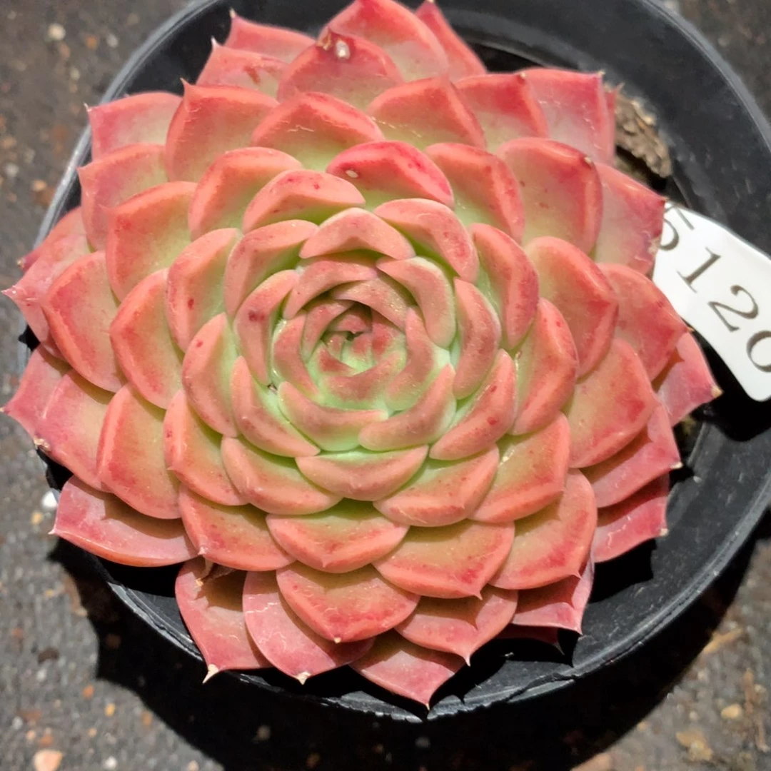 5120新年快乐发发发