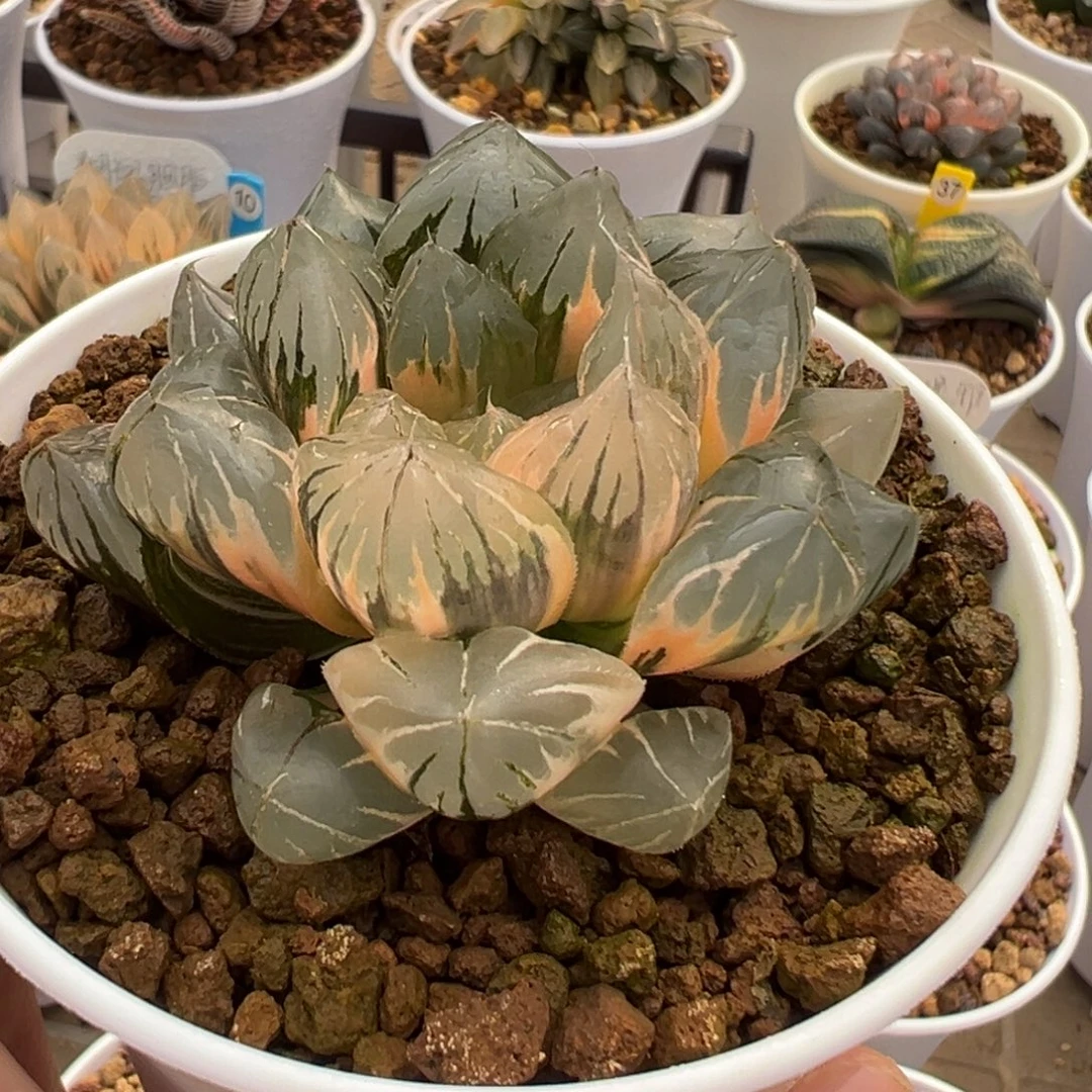 纯水晶大窗的玉露锦1111111111111111