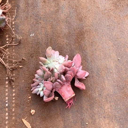 意***愿奥普琳娜缀化782 全场亏本处理默认微瑕7-8天发货