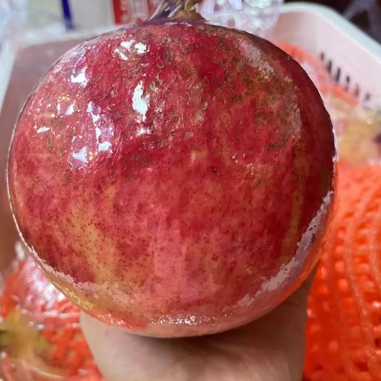 软籽石榴一对 2个