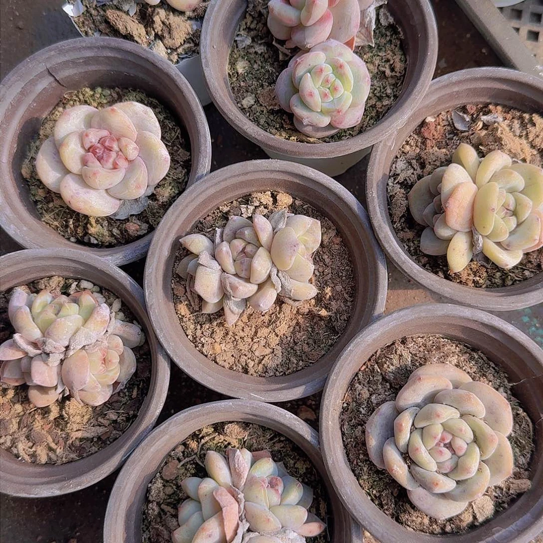 老橙子尺寸不等20颗打包一组