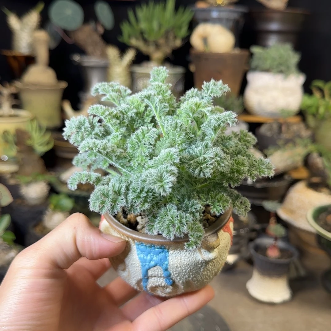 一物一拍羽叶洋葵98