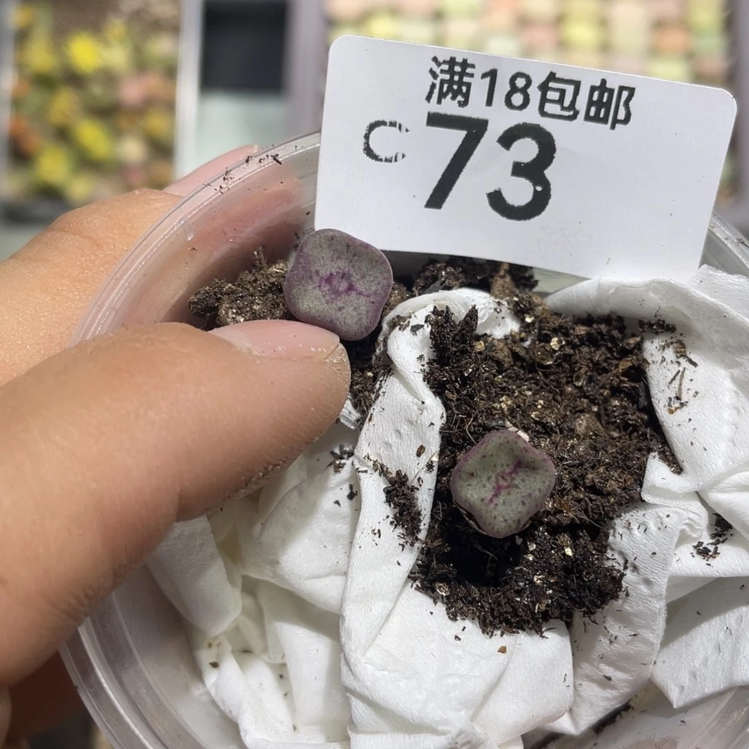 沙***桔当天凑满十八元包邮73