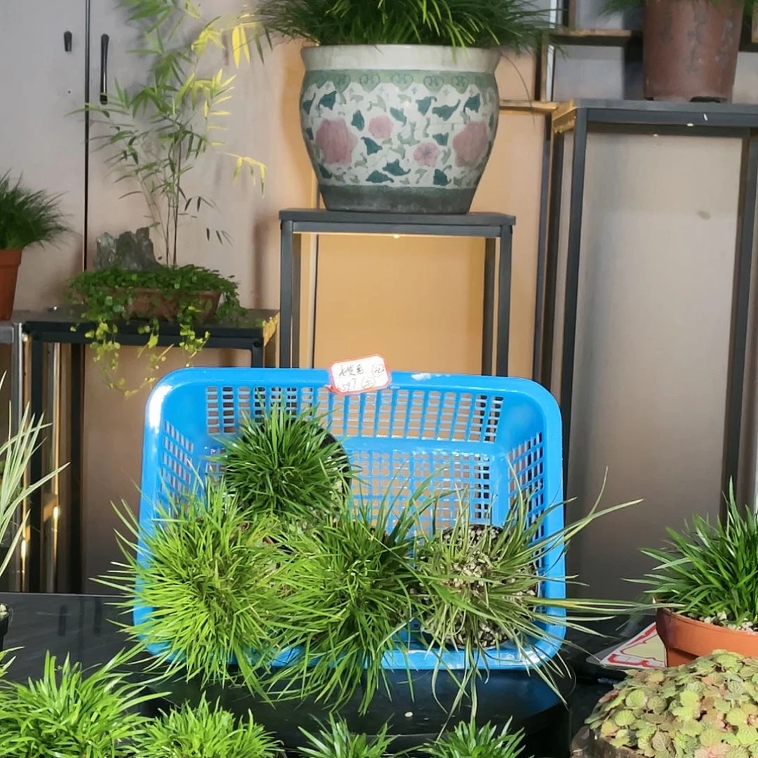 【闪购商品】不开花植物