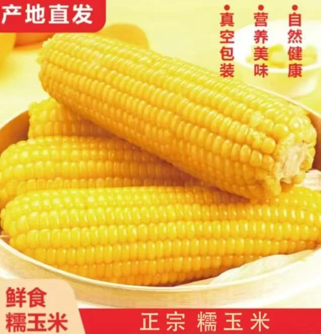 【黄糯10根大果5斤】东北黄糯玉米甜糯软糯香甜（试吃2根）