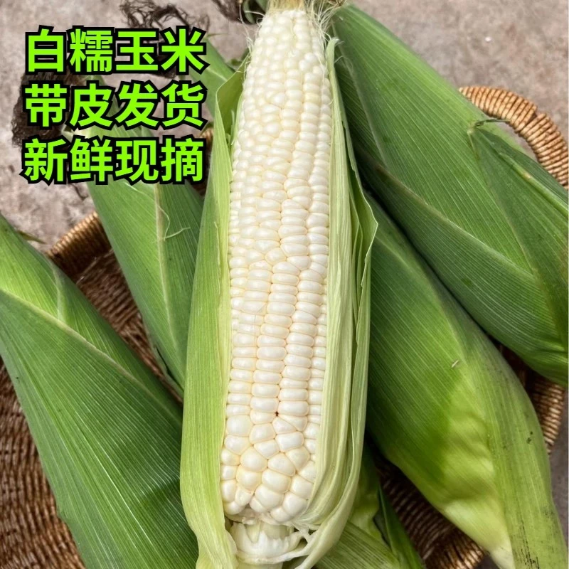 新鲜现摘甜糯玉米带壳带皮香甜嫩非转基因产地直发