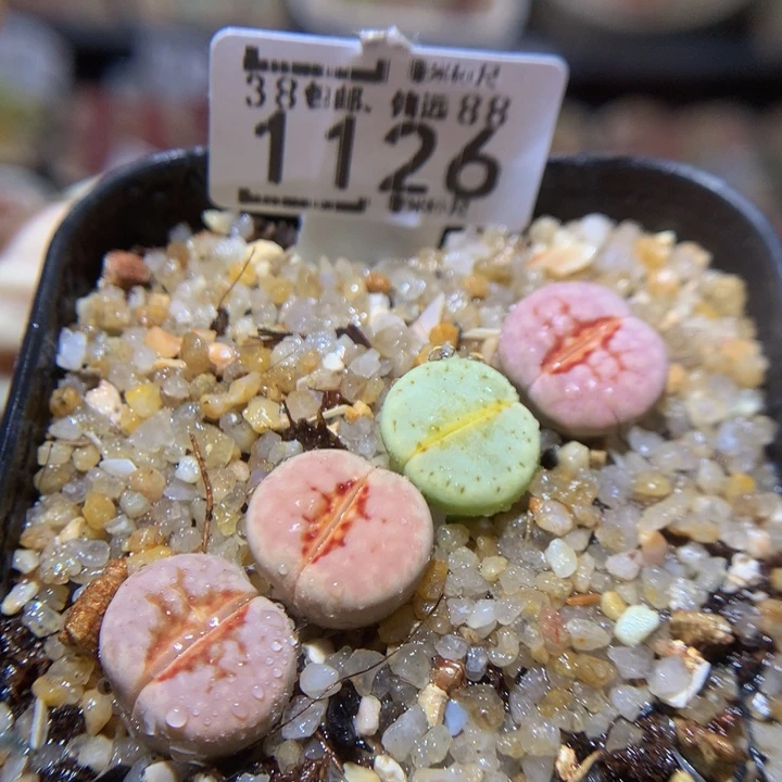 Sss精品生石花1126