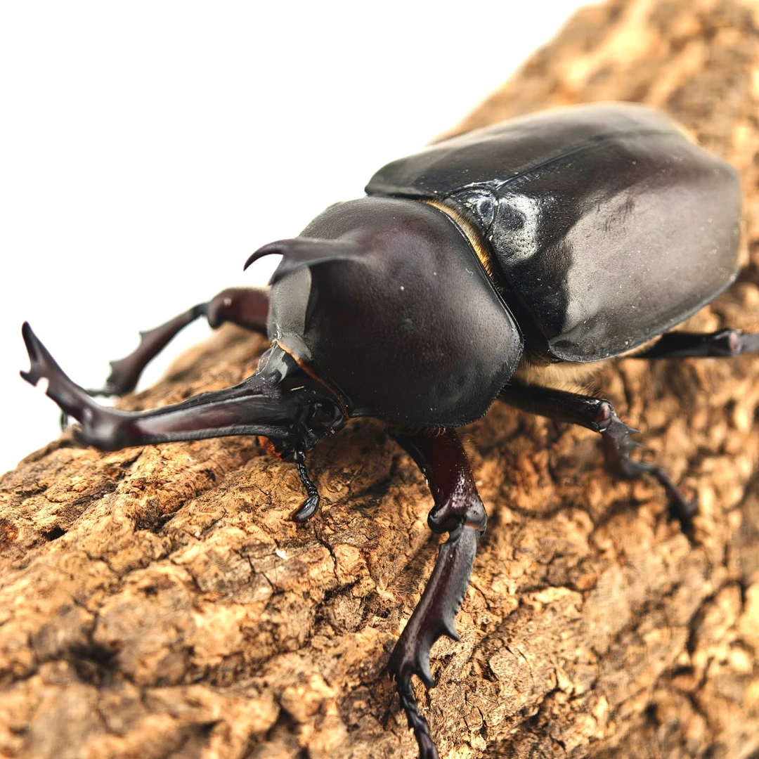 独角仙成虫独角大甲虫大个体入门宠物昆虫大兜虫锹甲好养新手