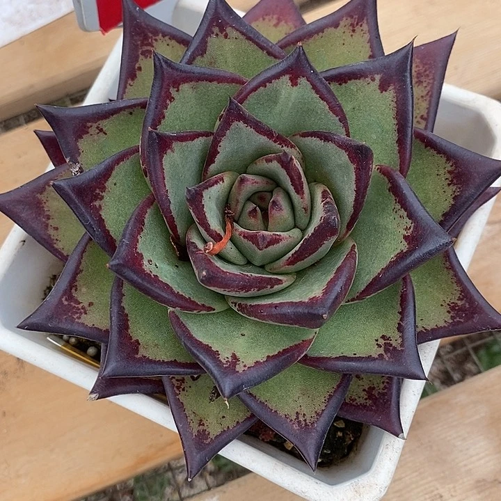 用***2719-直播福利美乌