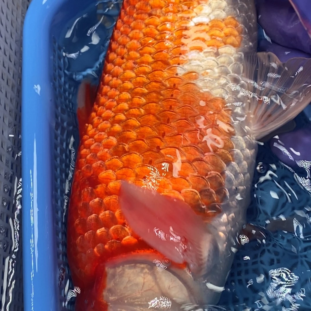 锦鲤冷水锦鲤包邮