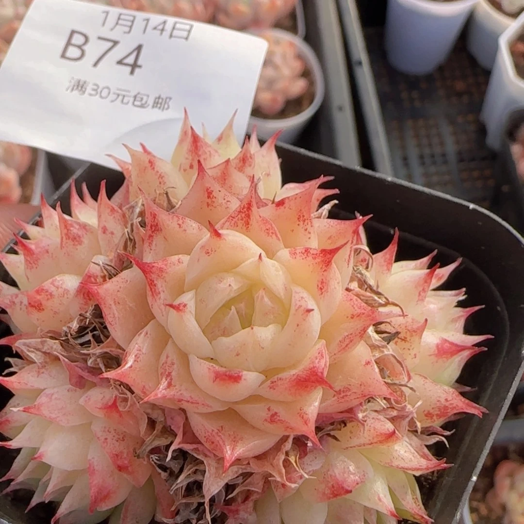 睫毛麦秆手捧花一颗发货脱土