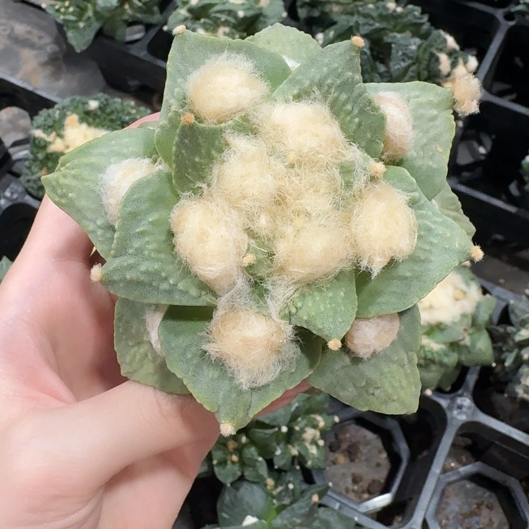 9.2cm黄体青瓷怒杂