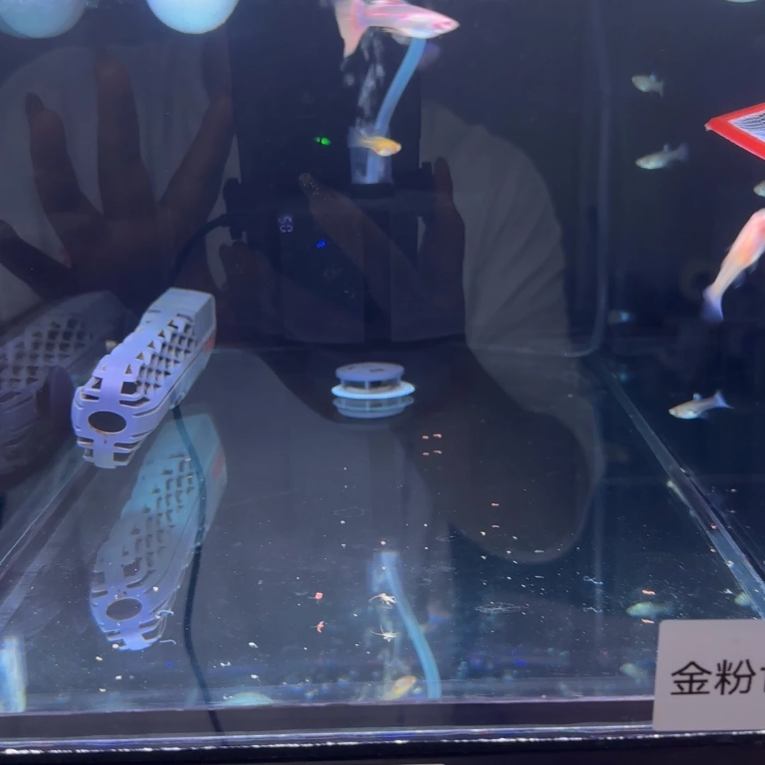 孔雀鱼金粉世家一对，