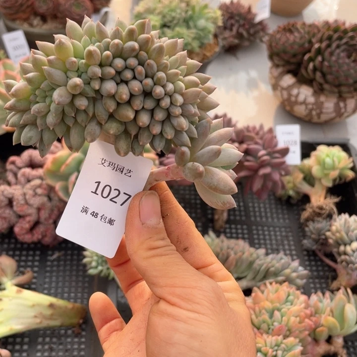 所罗门缀化多肉027