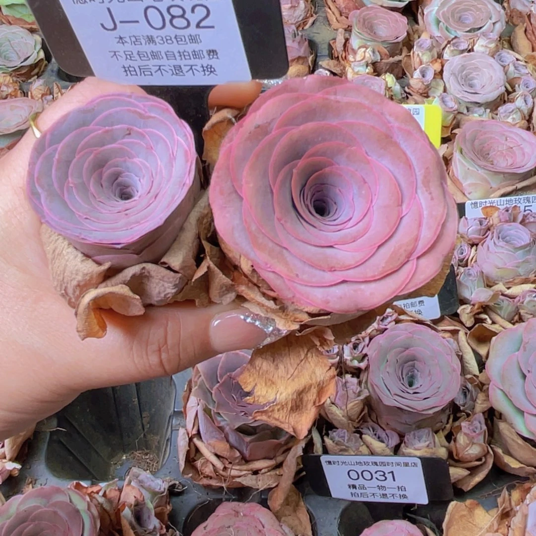 小***柒山地玫瑰J082裸根发货断枝不包损不售后