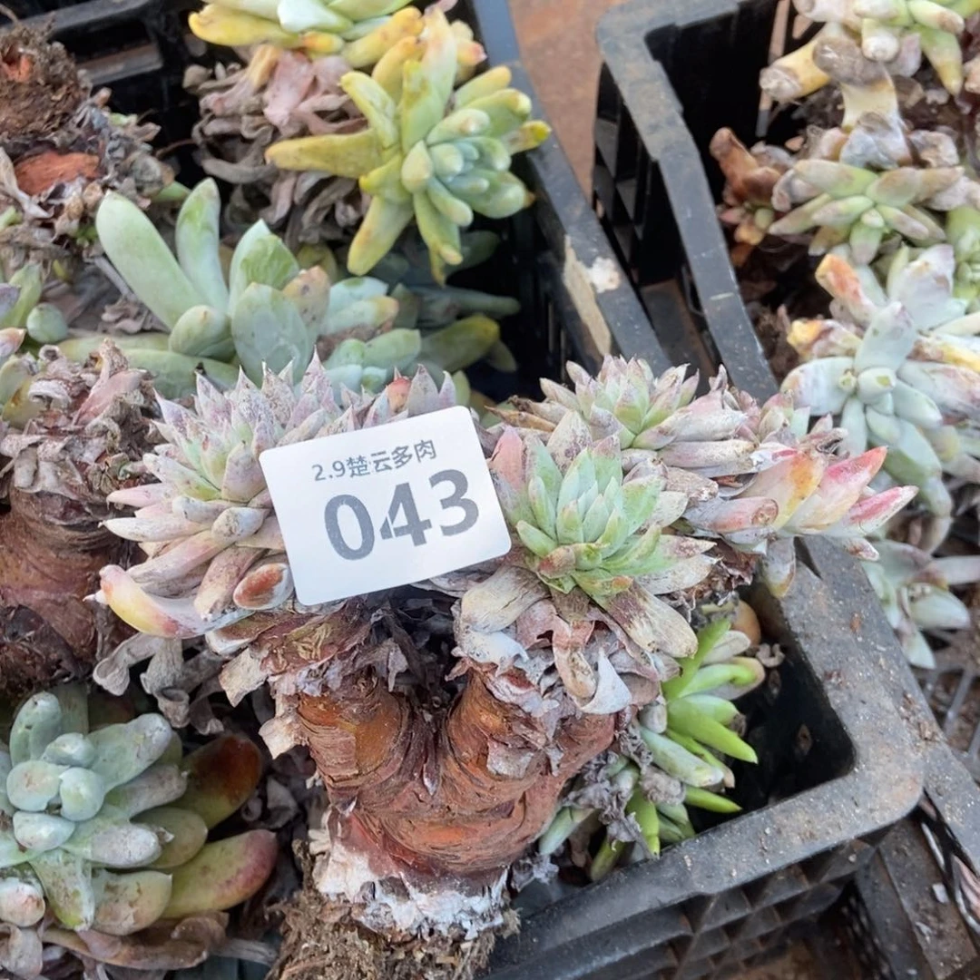 043多肉植物啦啦啦啦