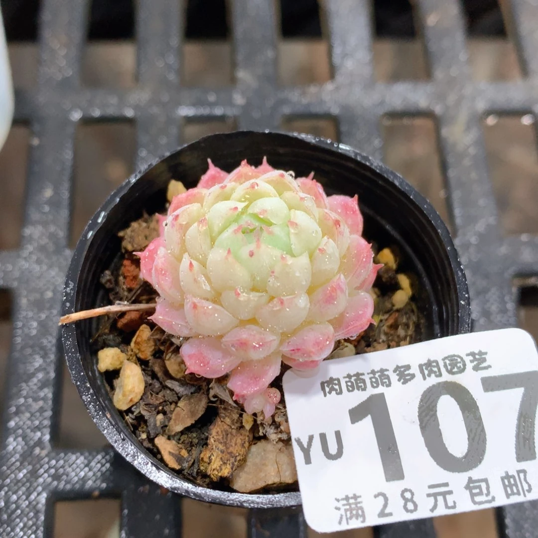 肉萌萌拇指盆精控多肉YU107