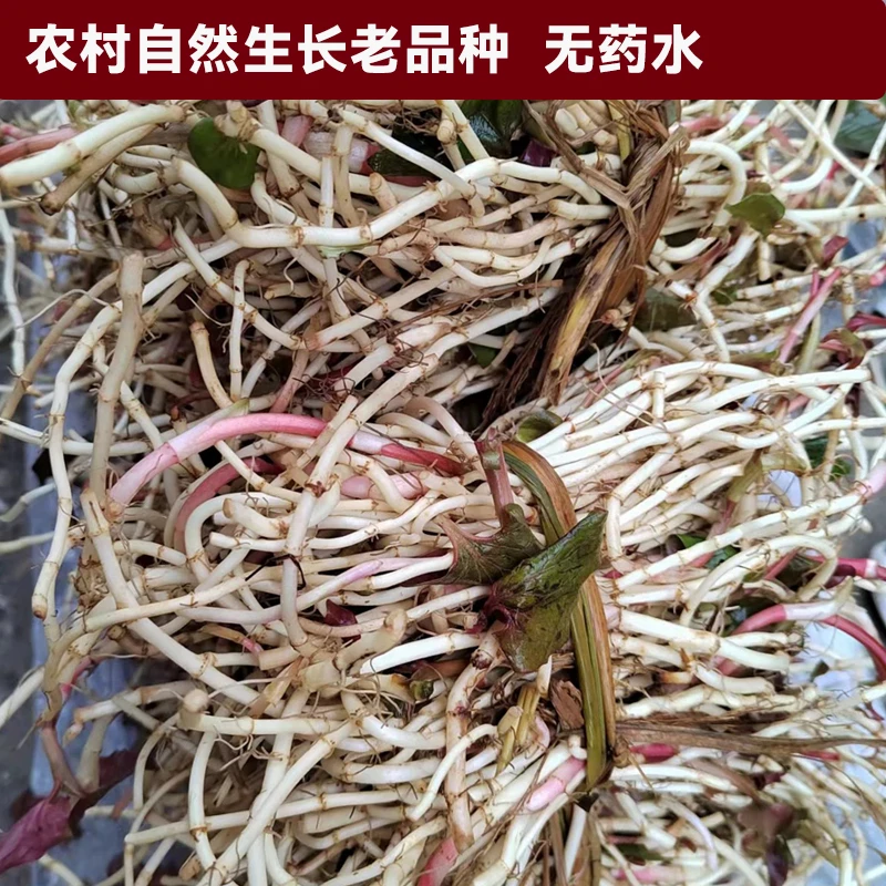 农家自种贵州折耳根鱼腥草嫩根现挖新鲜折耳根凉拌泡茶下饭菜新鲜