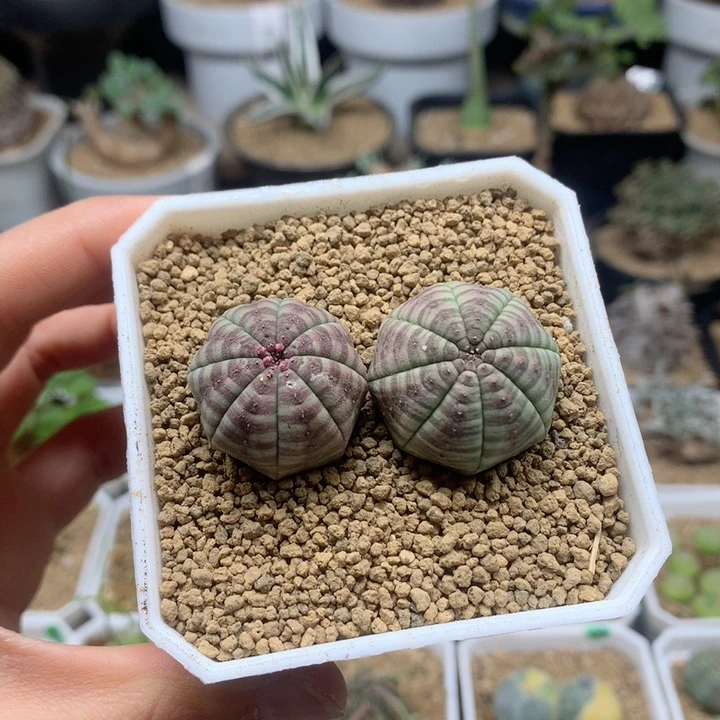 实生欧系布纹球脱土