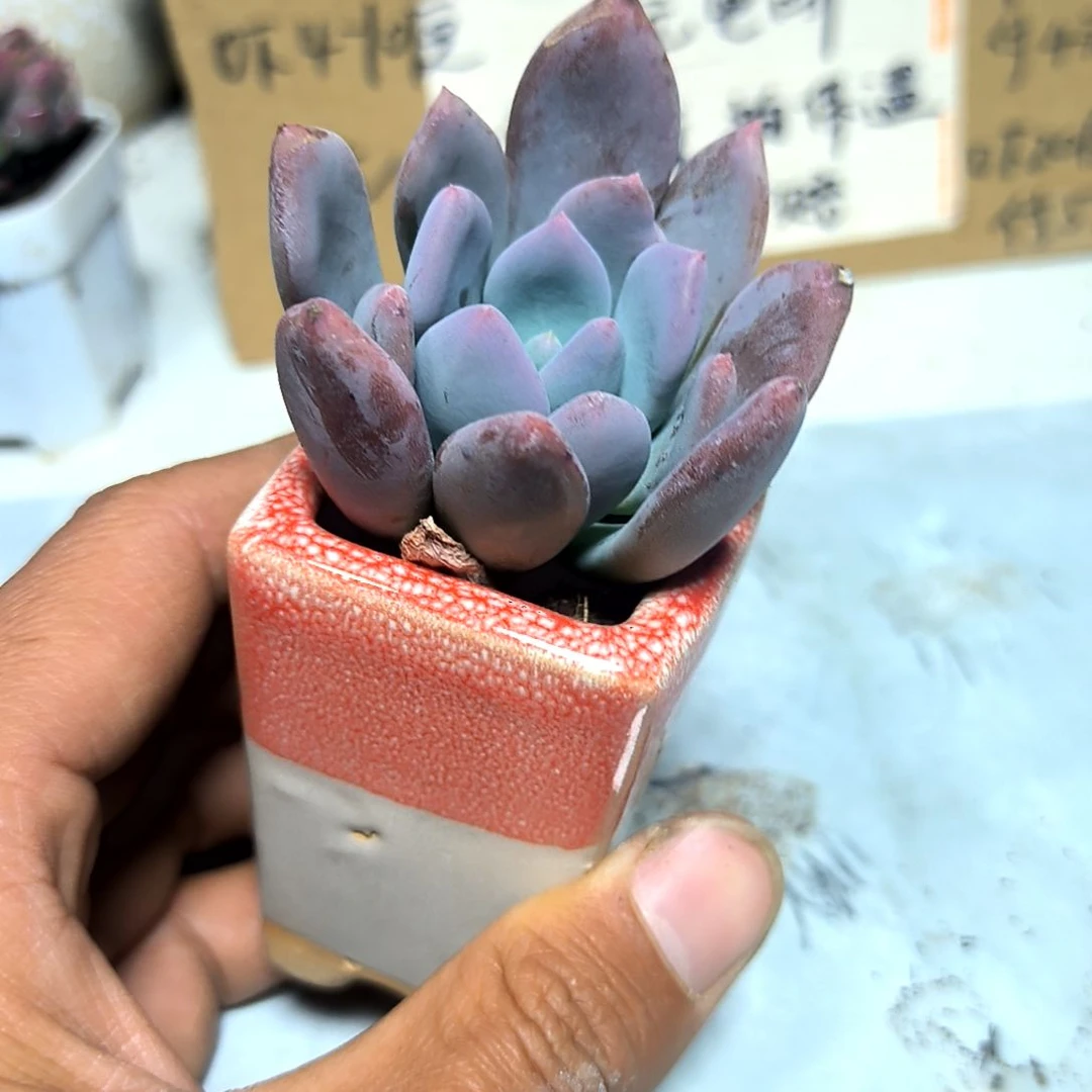 满6元包邮，灰姑娘美人，注意