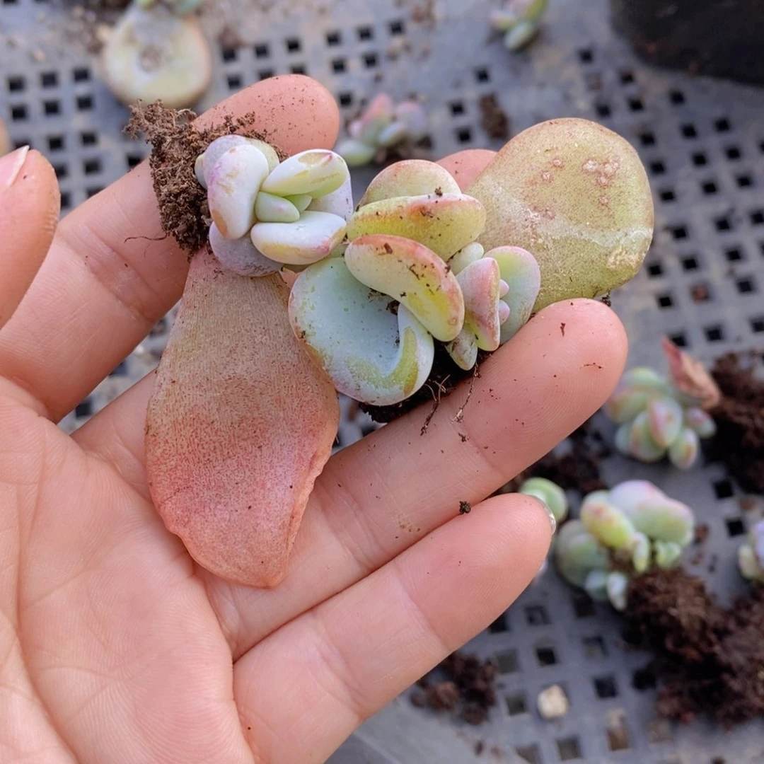 鱼*~叶插3头10颗1111111