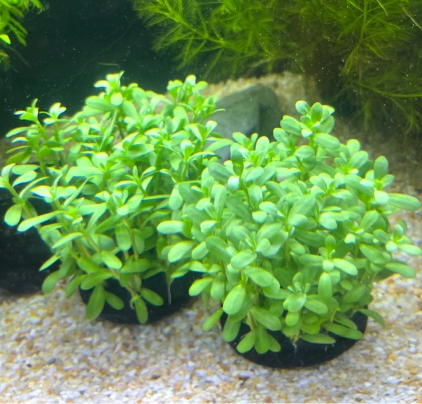 小对叶坨草鱼缸造景水草